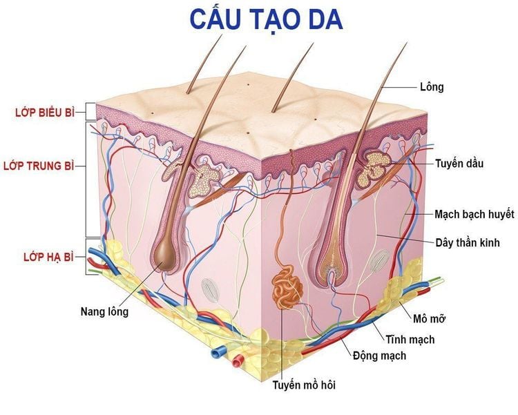 Cấu tạo bề mặt da qua nhiều tầng lớp