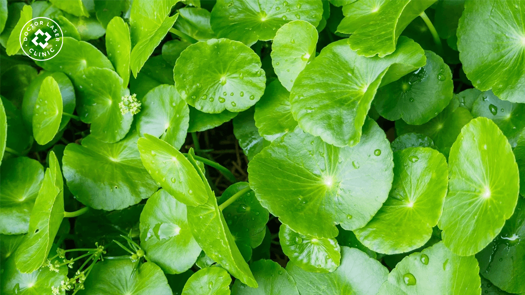 Serum chiết xuất rau má