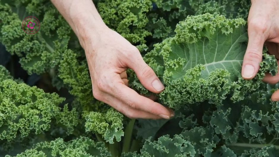 cải xoăn hỗ trợ phục hồi mô sẹo lõm