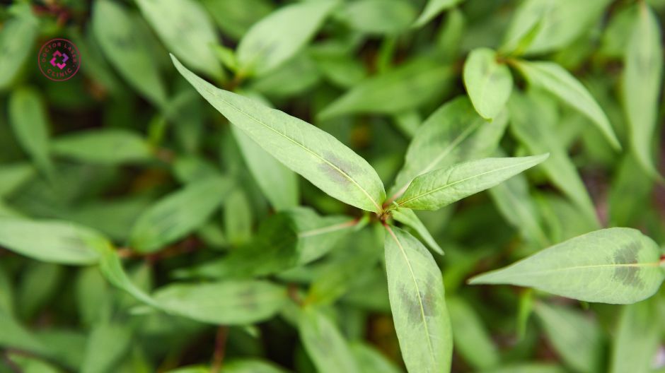 rau răm trị mụn lưng tự nhiên