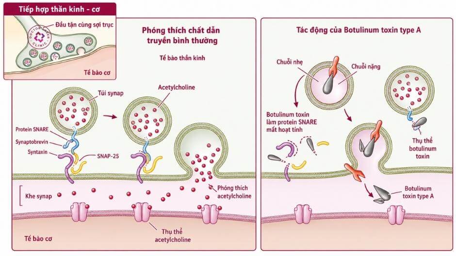 dược lực học và dược động học của botulinum toxin type a