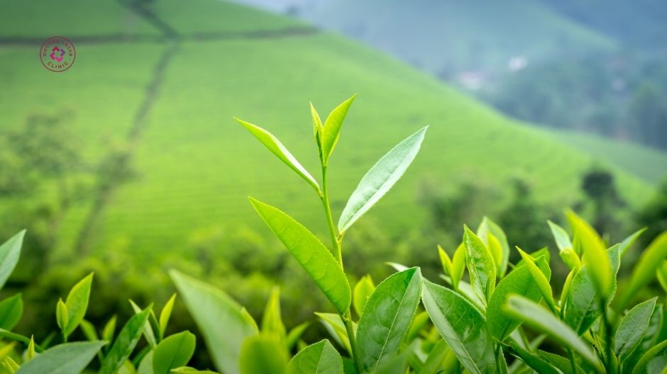 trà xanh hỗ trợ chăm sóc bề mặt sẹo lồi