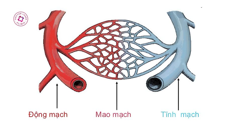 ạng lưới mao mạch máu giữa tiểu động mạch và tiểu tĩnh mạch